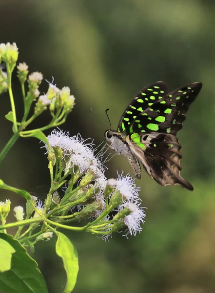 Gaio Cauda Verde Triângulo Verde Triângulo Manchado Verde Graphium Agamemnon — Fotografia de Stock