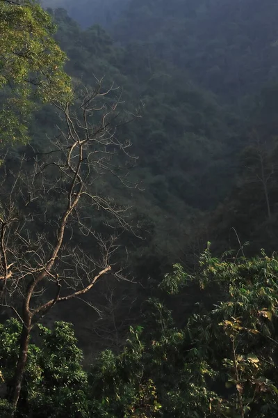 Щільний Зелений Тропічний Ліс Регіону Терай Розташований Передгір Гімалаїв Районі — стокове фото