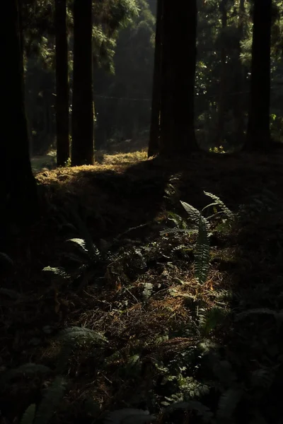 Desierto Bosque Pinos Bosque Singalila Cerca Darjeeling Oeste Bengala India — Foto de Stock