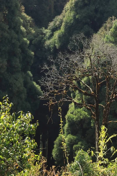 Дикая Природа Сосновый Лес Singalila Леса Рядом Darjeeling Западной Бенгалии — стоковое фото