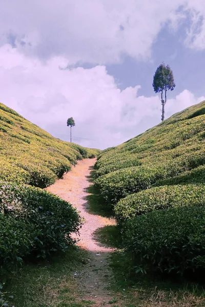 Vista Panorâmica Jardim Chá Verde Gopaldhara Mirik Perto Estação Darjeeling — Fotografia de Stock