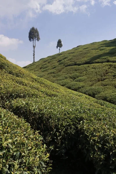 Vista Panorâmica Jardim Chá Verde Gopaldhara Mirik Perto Estação Darjeeling — Fotografia de Stock