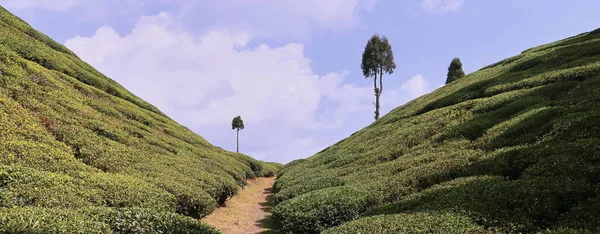Vista Panorâmica Jardim Chá Verde Gopaldhara Mirik Perto Estação Darjeeling — Fotografia de Stock