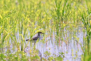 Batı Bengal 'in Gangetic delta bölgesinde, bataklıkta bir çulluk.