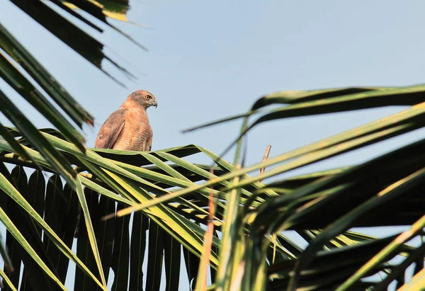 Ağacın tepesinden avını arayan bir yırtıcı Shikra.