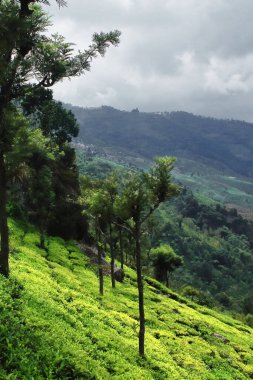 Hindistan 'ın güneyindeki Tamilnadu kentindeki Ooty Hill İstasyonu yakınlarındaki Nilgiri Dağları' ndaki küçük bir dağ köyü olan Coonoor 'un yemyeşil çay bahçesi.