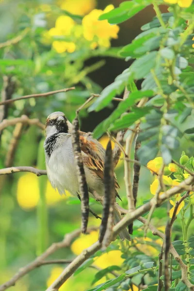 Pardal Macho Casa Passer Domesticus Natureza Poleiro Ramo Bengala Ocidental — Fotografia de Stock