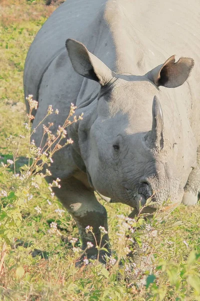 Close View Endemic Endangered Indian One Horned Rhinoceros Greater One — Stock Photo, Image