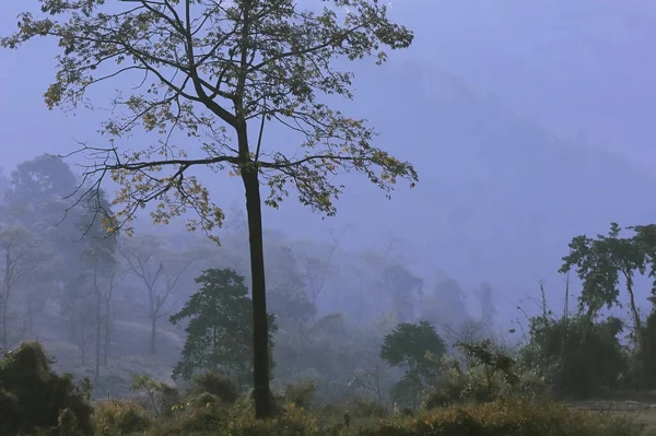 Nebbia Nebbia Coperto Terai Dorears Foresta Sulle Colline Himalayane Nel — Foto Stock