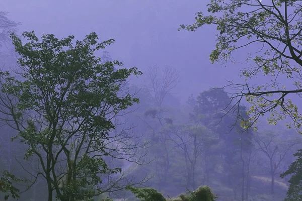 Туманный Покрытый Туманом Лес Терай Дуар Предгорьях Гималаев Западной Бенгалии — стоковое фото