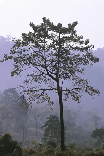 Туманний Туман Покривав Терай Доари Лісу Гімалайських Передгір Західній Бенгалії — стокове фото