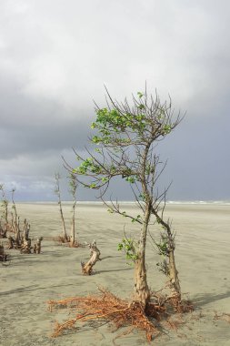scenic henry island sea beach at bakkhali, mangrove tree standing on the beach and storm clouds in the sky, the beautiful and remote beach is located just outside of sundarbans near kolkata in india