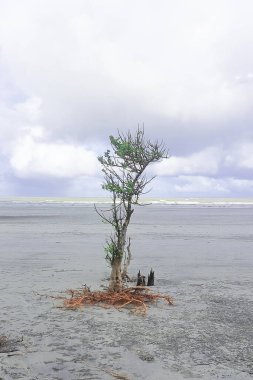 Manzaralı Henry adası deniz plajı Bakkhali 'de, sahilde duran mangrov ağacı ve gökyüzünde fırtına bulutları, güzel ve uzak kumsal Hindistan' da Kolkata yakınlarındaki Sundarbans 'ın hemen dışında yer almaktadır.