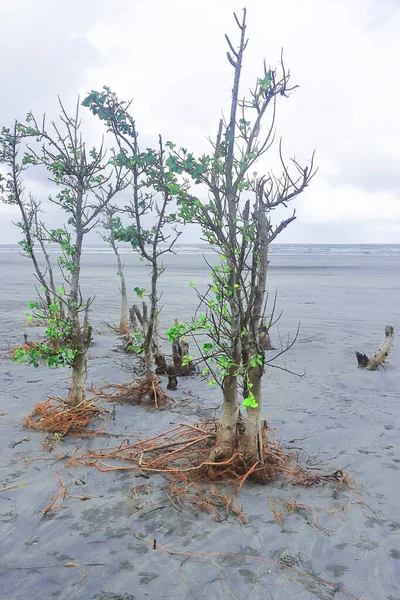 Мальовничий Пляж Побережжя Моря Бакхалі Мангрове Дерево Стоїть Пляжі Грозові — стокове фото