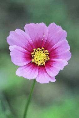 cosmos flowers are blooming in the summer garden, india