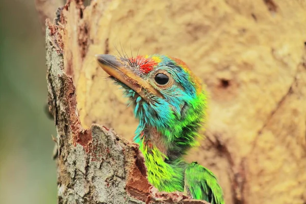 Juvenile Blue Throated Barbet Psilopogon Asiaticus Nest Summertime Indian Rainforest — 图库照片