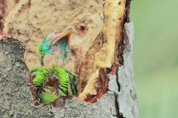 Juvenile Blue Throated Barbet Psilopogon Asiaticus Nest Summertime Indian Rainforest — Stockfoto