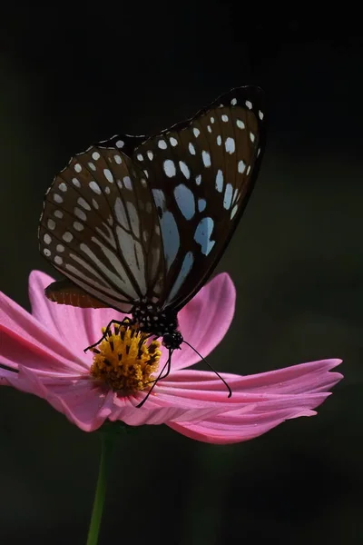 Blue Tiger Butterfly Tirumala Limniace Pollinating Flower Garden Springtime India — Stok fotoğraf
