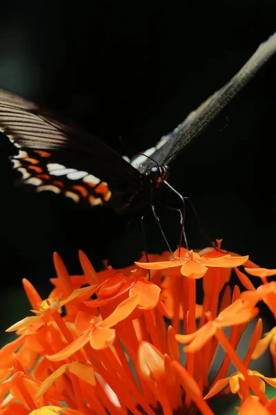 Female Common Mormon Butterfly Papilio Polytes Pollinating Flower Garden Springtime — Stok fotoğraf