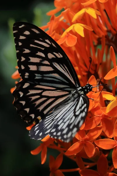 Common Mime Butterfly Papilio Clytia Pollinating Flower Garden Springtime India — Stok fotoğraf