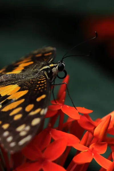 Lime Swallowtail Butterfly Papilio Demoleus Pollinating Flower Garden Springtime India — Stok fotoğraf