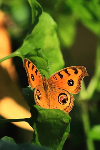Павлинья Бабочка Junonia Almana Сидит Листьях Тропических Лесов Индии — стоковое фото