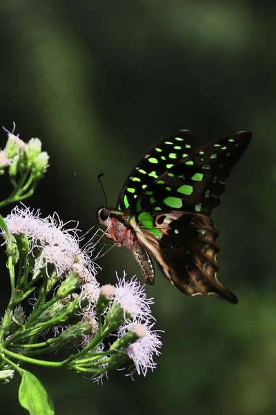 Tailed Green Jay Butterfly Graphium Agamemnon Sitting Wild Flower Sucking — ストック写真