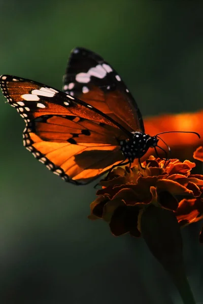 Plain Tiger Butterfly Danaus Chrysippus Pollinating Flower Garden Springtime India — Fotografia de Stock