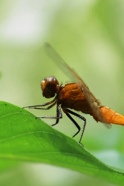 Ditch Jewel Dragonfly Brachythemis Contaminata Sitting Green Leaf Tropical Rainforest — Photo