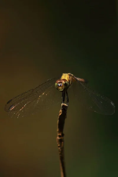 Wandering Glider Pantala Flavescens Branch Tropical Rainforest India — Stockfoto