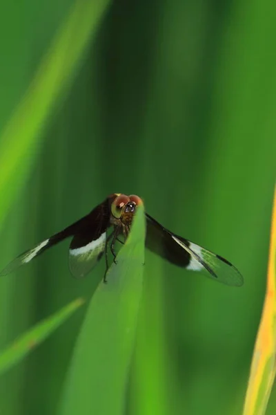 Pied Paddy Skimmer Dragonfly Neurothemis Tullia Sitting Grass Tropical Rainforest — Stockfoto