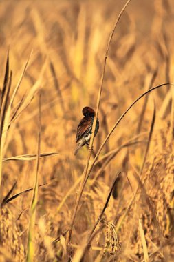scaly breasted munia or spotted munia or nutmeg mannikin (lonchura punctulata) is perching on a ssheaf of paddy in a paddy field
