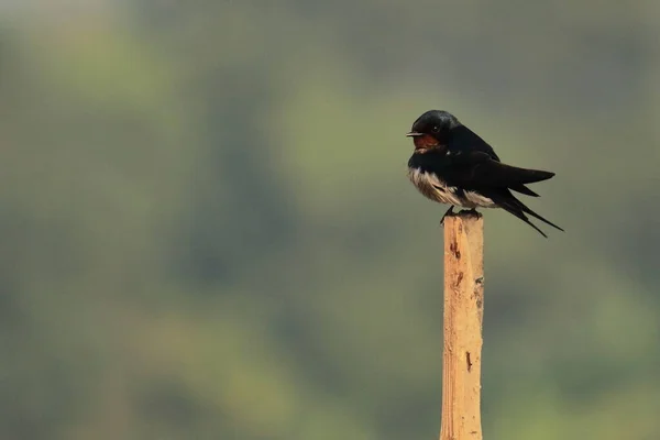 Barn Swallow Hirundo Rustica Perching Branch Countryside India — Stock Photo, Image