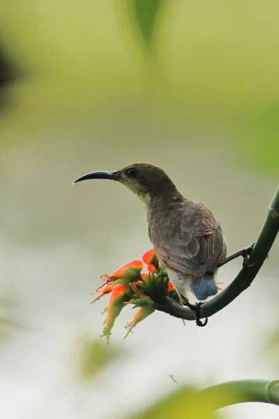 Ein Weiblicher Lila Sonnenvogel Cinnyris Asiaticus Der Auf Einem Ast — Stockfoto