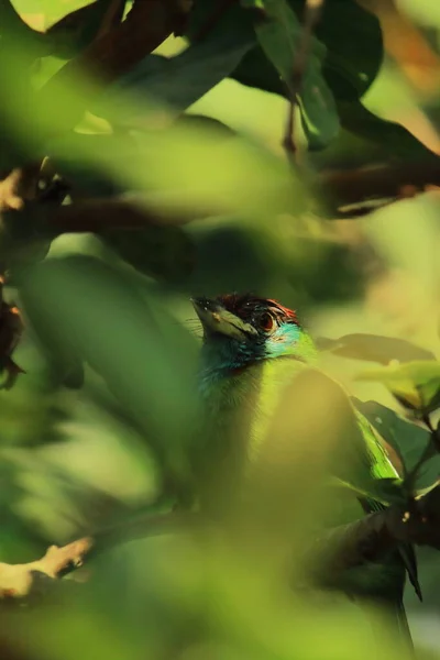 Blauwe Keelbaars Psilopogon Asiaticus Camouflage Met Groen Weelderig Gebladerte Tropisch — Stockfoto