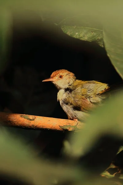 Cute Small Common Tailorbird Orthotomus Sutorius Perching Branch Tropical Rainforest — Stock fotografie