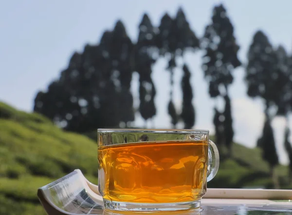 Uma Xícara Chá Darjeeling Famoso Pinheiros Jardim Chá Fundo Darjeeling — Fotografia de Stock