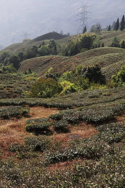 Belo Jardim Chá Famoso Verde Darjeeling Perto Mirik Bengala Ocidental — Fotografia de Stock