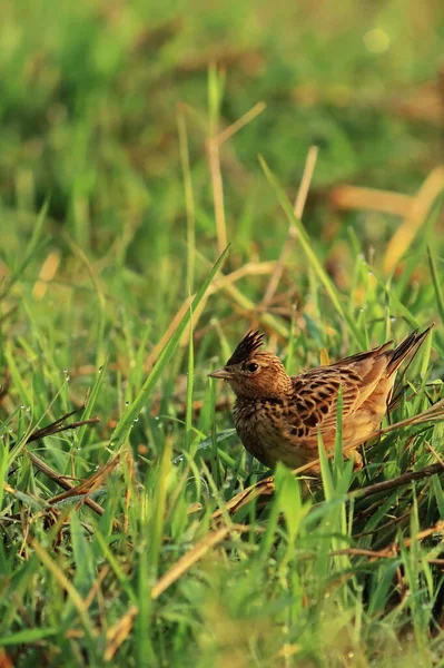 Orientální Skylark Alauda Gulgula Pastvinách Krajina Západního Bengálska Indii — Stock fotografie