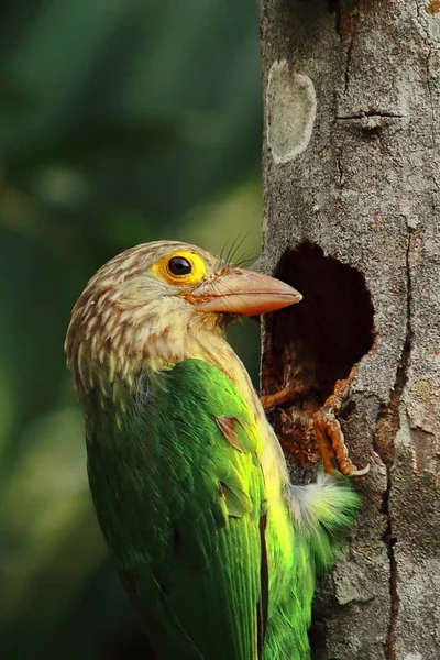 Pájaro Barbudo Alineado Anidando Verano Selva Tropical India —  Fotos de Stock