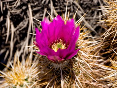 çöl çiçekleri pembe snoosnoo