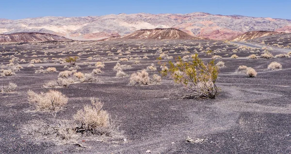Bushes in the Desert — Stock Photo, Image
