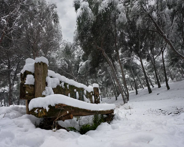 Ormanda kışın parkın güzel manzarası.