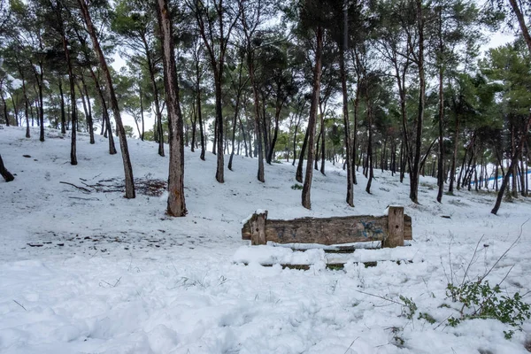 Ormandaki eski ahşap bank