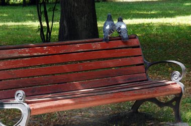 Kiev, Ukrayna 16 Haziran 2021: Kiev şehrinin yaz parkında iki güvercinli Bench