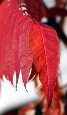 Sonbahar yaprağı güneş ışınlarında bir ağaç dalında