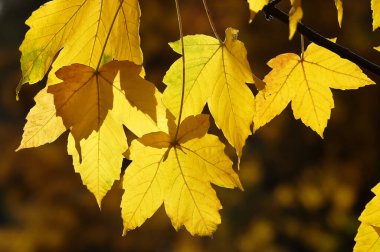 Sonbahar yaprağı güneş ışınlarında bir ağaç dalında
