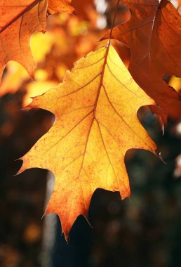 Sonbahar yaprağı güneş ışınlarında bir ağaç dalında