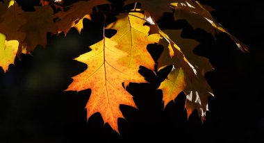 Sonbahar yaprağı güneş ışınlarında bir ağaç dalında