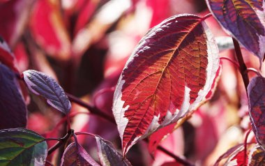 Sonbahar yaprağı güneş ışınlarında bir ağaç dalında